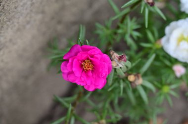 bahçede büyüyen güzel pembe çiçekler