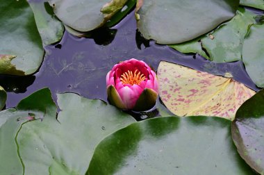 beautiful waterlily flower in the pond