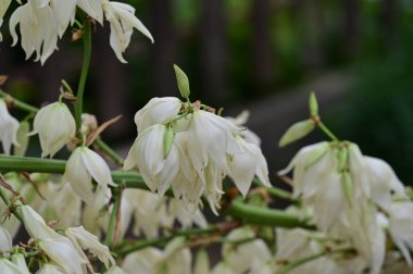 Yaz mevsiminde bahçede yetişen Yucca filamentosa 'nın detaylı görüntüsü