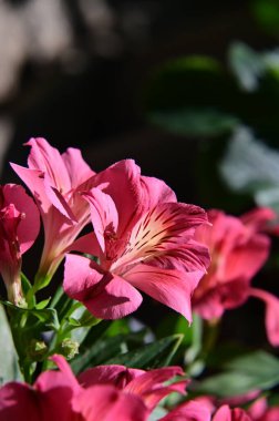 Çiçek açan Peru zambaklarının yakın plan görüntüsü