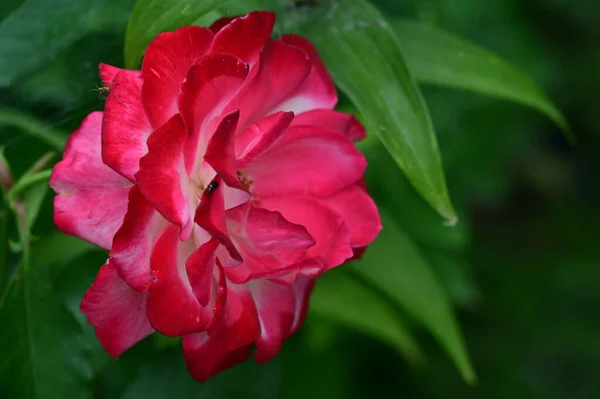 Hermosa Rosa Roja Con Elementos Blancos Floreciendo Jardín Verano —  Fotos de Stock
