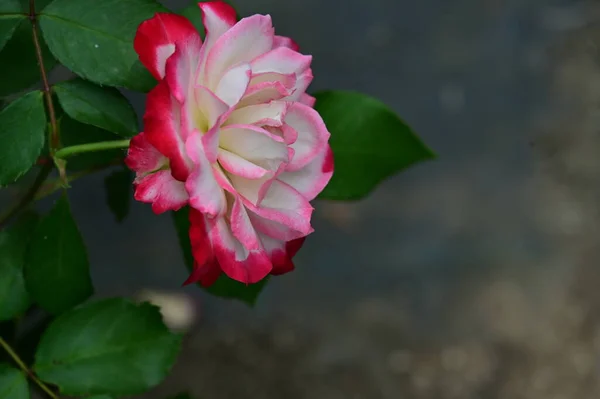 Όμορφο Κόκκινο Τριαντάφυλλο Λευκά Στοιχεία Που Ανθίζουν Στον Καλοκαιρινό Κήπο — Φωτογραφία Αρχείου