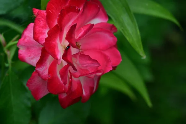 Красивая Красная Роза Белыми Элементами Цветущими Летнем Саду — стоковое фото