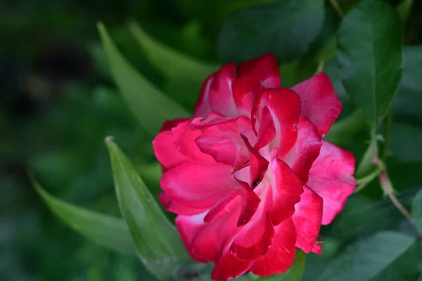 Yaz Bahçesinde Açan Beyaz Elementlerle Güzel Kırmızı Bir Gül — Stok fotoğraf