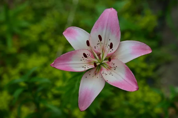 Vista Cerca Hermosa Rosa Tigre Lily —  Fotos de Stock