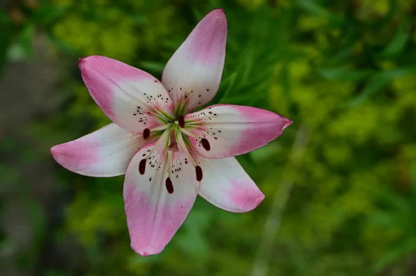 Vista Cerca Hermosa Rosa Tigre Lily —  Fotos de Stock
