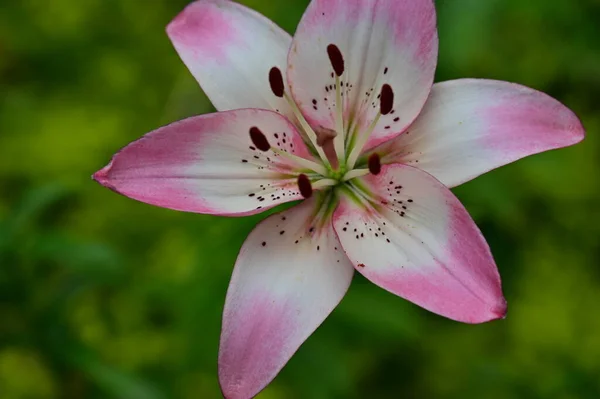 Közelkép Gyönyörű Rózsaszín Tigris Lily — Stock Fotó