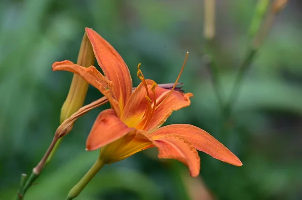 6月に庭で咲くオレンジ色のユリまたはリウムアジアティック — ストック写真