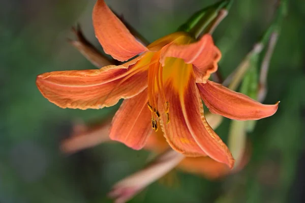 Lirio Naranja Lilium Asiática Que Florece Junio Jardín — Foto de Stock