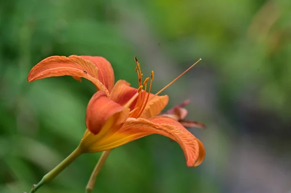 Lirio Naranja Lilium Asiática Que Florece Junio Jardín —  Fotos de Stock