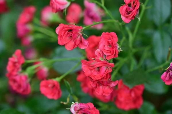 Red Garden Roses Blooming Garden Green Leaves Background — Stock Photo, Image
