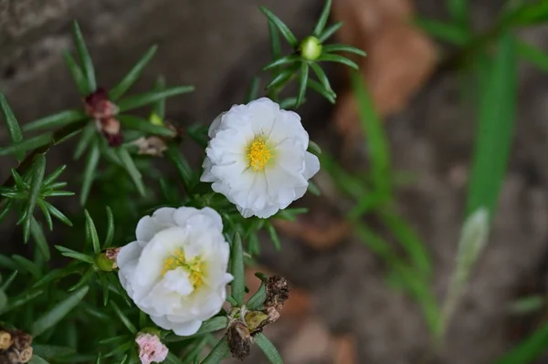 Bahçedeki Güzel Çiçekleri Kapat — Stok fotoğraf
