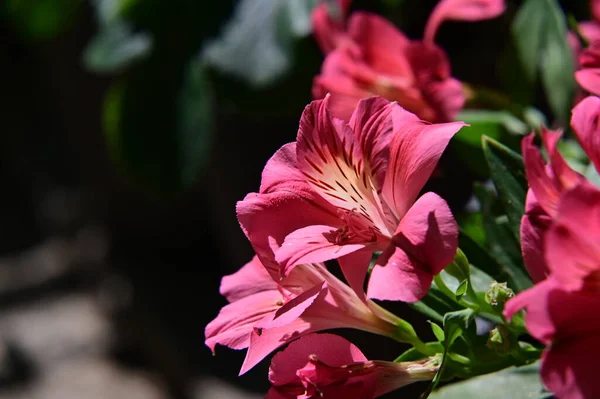 Close Van Bloeiende Peruviaanse Lelies Bloemen — Stockfoto