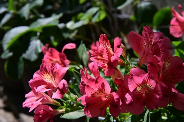 Vista Cerca Flores Florecientes Lirios Peruanos — Foto de Stock