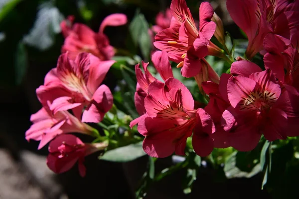 Çiçek Açan Peru Zambaklarının Yakın Plan Görüntüsü — Stok fotoğraf