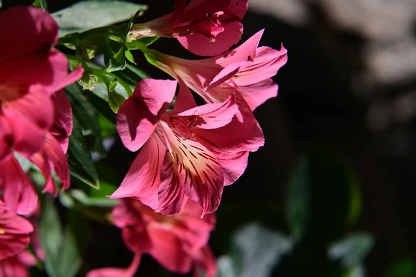 Vista Cerca Flores Florecientes Lirios Peruanos —  Fotos de Stock