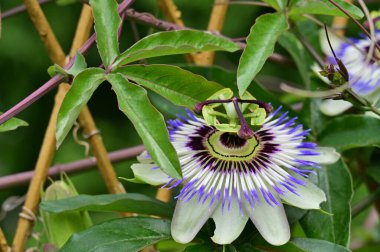 Bahçedeki güzel çiçeğe yaklaş.