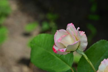 Bahçedeki güzel beyaz ve pembe gül