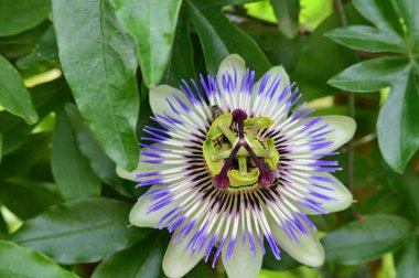 Bahçedeki güzel çiçeğe yaklaş.