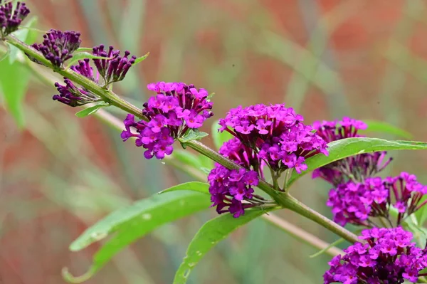 Hermosas Flores Púrpuras Creciendo Jardín —  Fotos de Stock