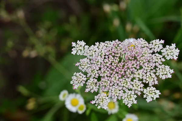 庭の美しい花の終わり — ストック写真