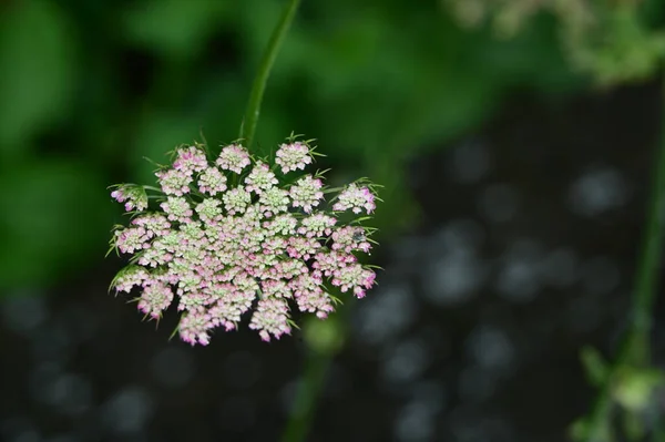 Bahçedeki Güzel Çiçeğe Yaklaş — Stok fotoğraf