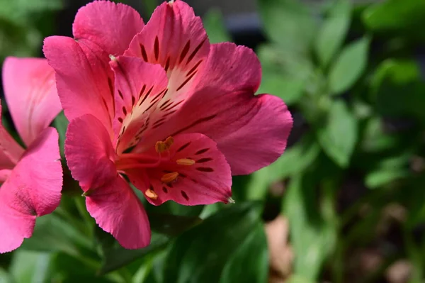 Hermosas Flores Rosadas Creciendo Jardín —  Fotos de Stock