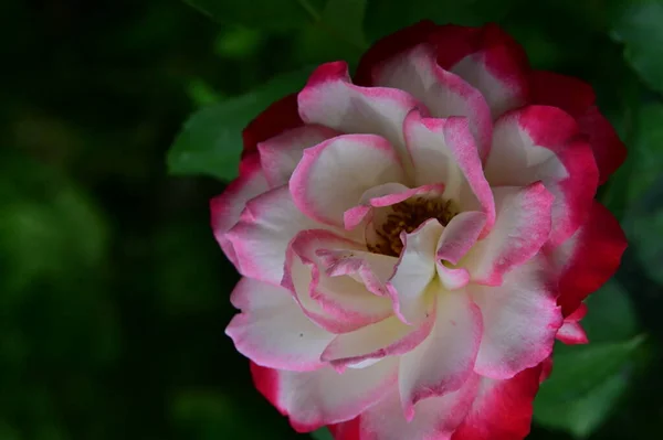 Mawar Putih Dan Merah Muda Yang Indah Taman — Stok Foto