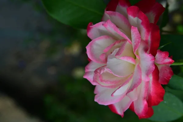 Hermosa Rosa Blanca Rosa Jardín — Foto de Stock