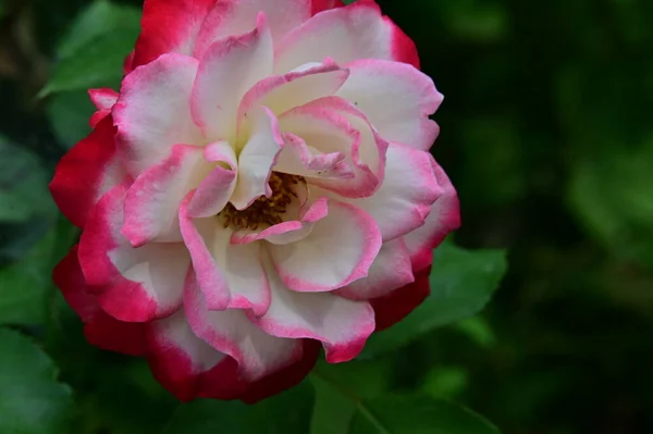 Красивые Белые Розовые Розы Саду — стоковое фото