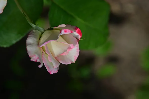Όμορφο Λευκό Και Ροζ Τριαντάφυλλο Στον Κήπο — Φωτογραφία Αρχείου