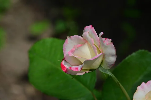 Piękne Białe Różowe Róże Ogrodzie — Zdjęcie stockowe
