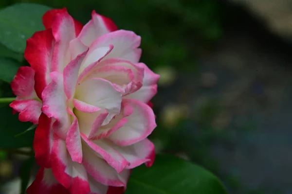 花园里美丽的白玫瑰和粉红玫瑰 — 图库照片