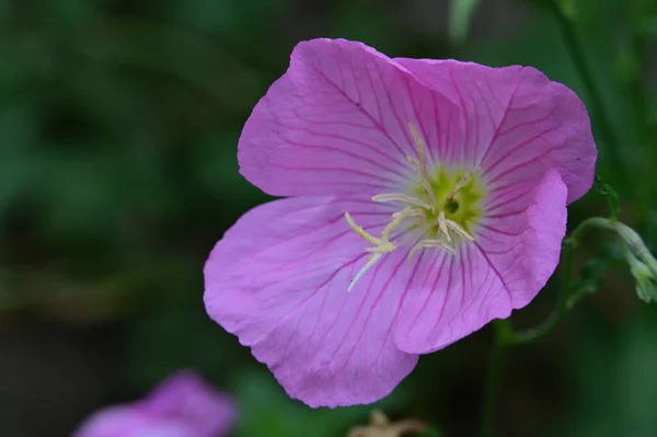Mooie Roze Bloemen Groeien Tuin — Stockfoto
