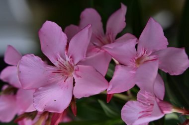 bahçede büyüyen güzel pembe çiçekler
