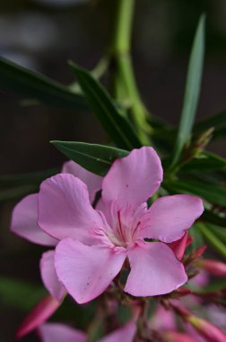 bahçede büyüyen güzel pembe çiçekler