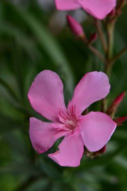 bahçede büyüyen güzel pembe çiçekler