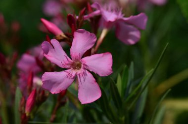 bahçede büyüyen güzel pembe çiçekler