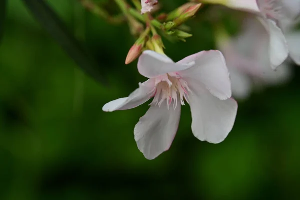 Schöne Weiße Und Rosa Blüten Die Garten Wachsen — Stockfoto