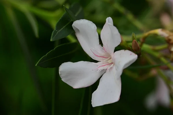 Piękne Białe Różowe Kwiaty Rosnące Ogrodzie — Zdjęcie stockowe