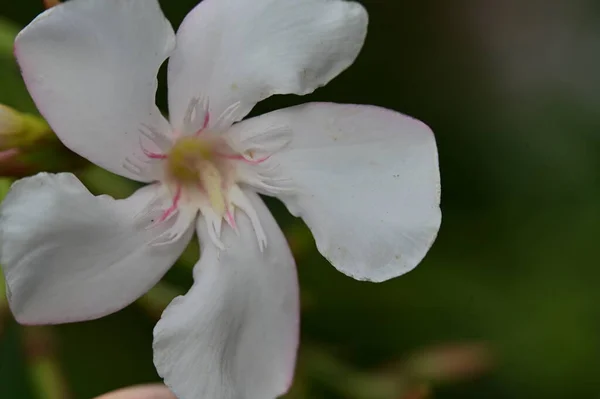 Bahçede Büyüyen Güzel Beyaz Pembe Çiçekler — Stok fotoğraf