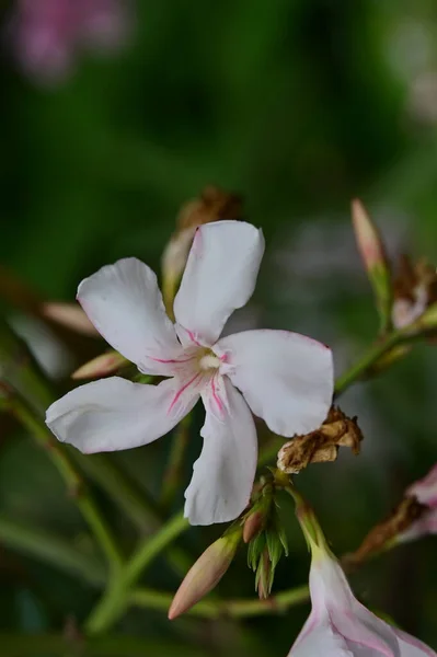 Beautiful White Pink Flowers Growing Garden — Stock Photo, Image