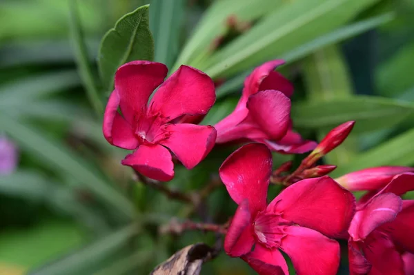 stock image beautiful pink flowers growing in the garden