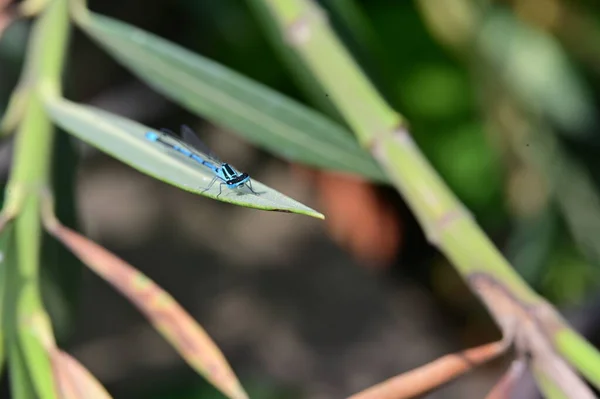 花园里的绿叶上有一只蓝色的蜻蜓 — 图库照片