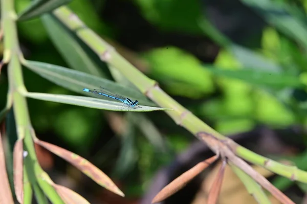 Libélula Azul Sobre Una Hoja Verde Jardín — Foto de Stock