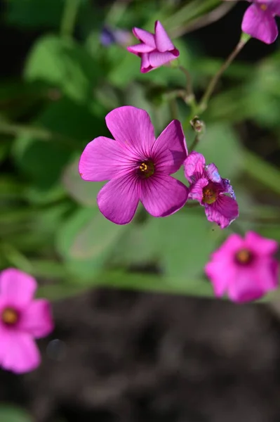 Bahçede Büyüyen Güzel Pembe Çiçekler — Stok fotoğraf