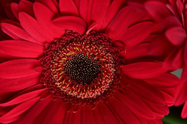 Güzel Gerbera çiçeği, yakın görüş.