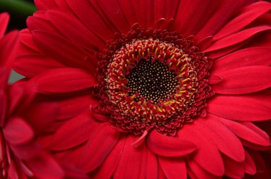 Güzel Gerbera çiçeği, yakın görüş.