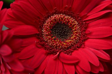 Güzel Gerbera çiçeği, yakın görüş.