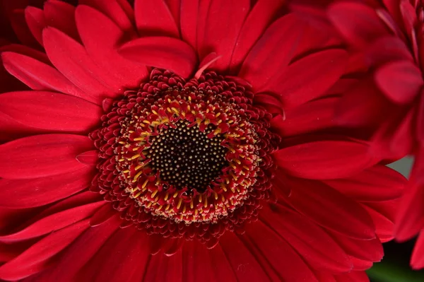 Schöne Gerbera Blume Nahsicht — Stockfoto